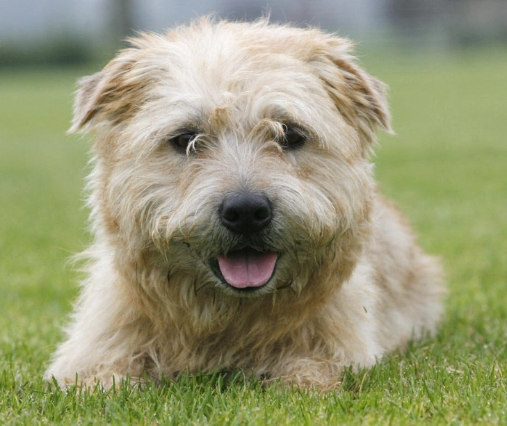 rare terrier breeds