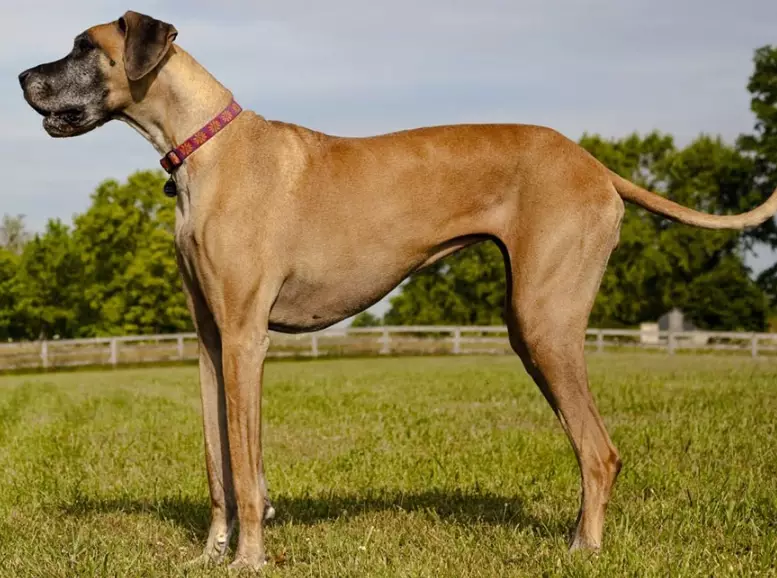 Great Dane temperament