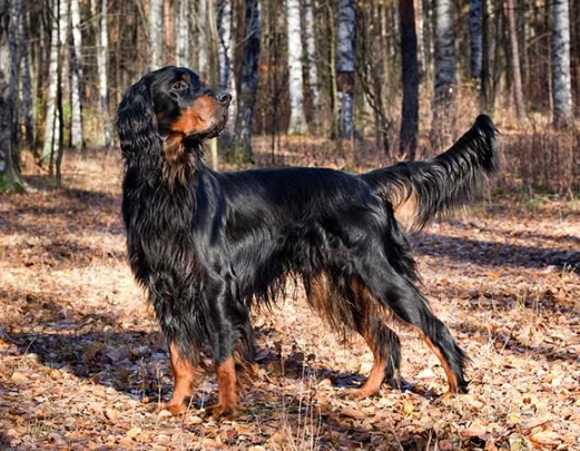 Gordon Setter grooming Gordon Setter grooming
