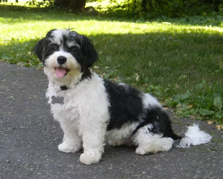 Havanese grooming Havanese grooming