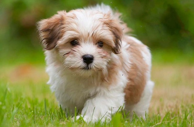 Havanese temperament Havanese temperament