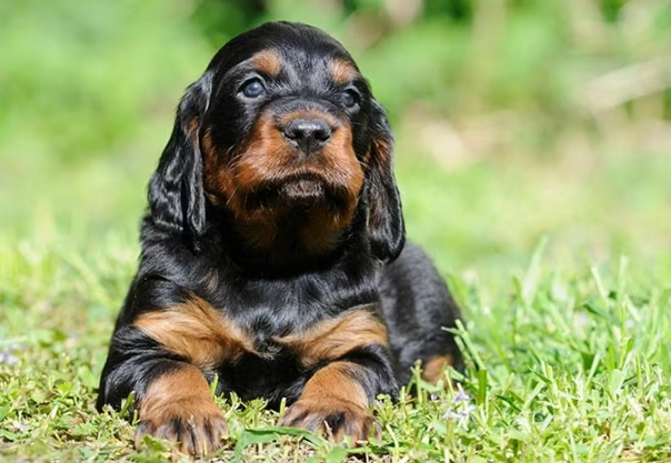 Gordon Setter grooming Gordon Setter grooming