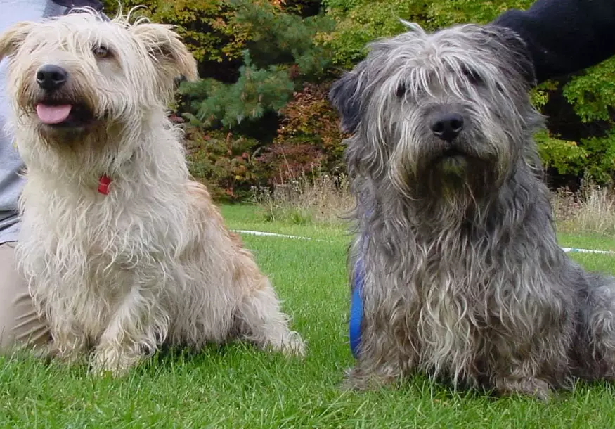 rare terrier breeds