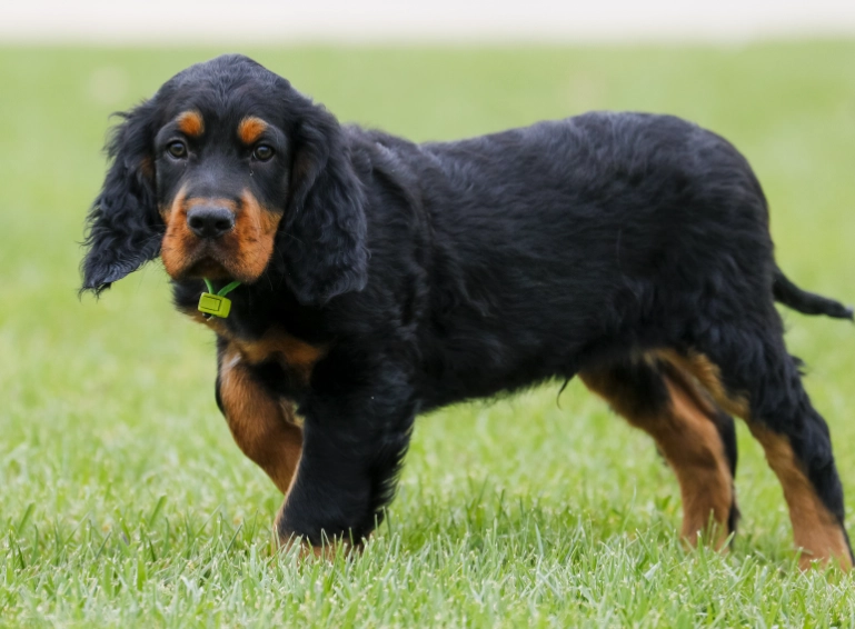 Gordon Setter temperament Gordon Setter temperament