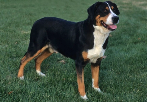 Large family dog breeds