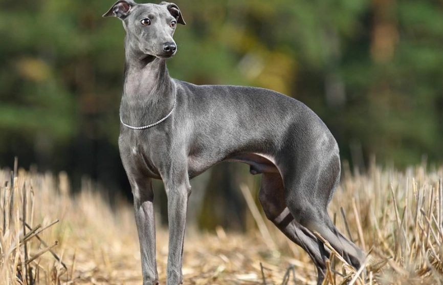 Greyhound breed information