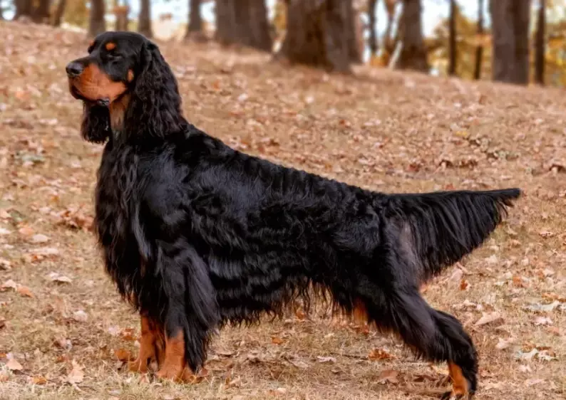Gordon Setter temperament Gordon Setter temperament