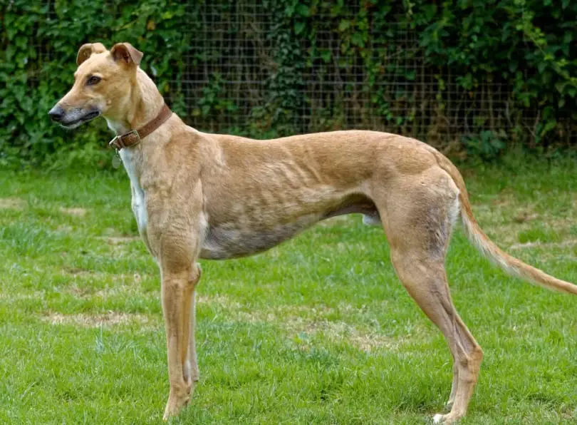 Greyhound breed information