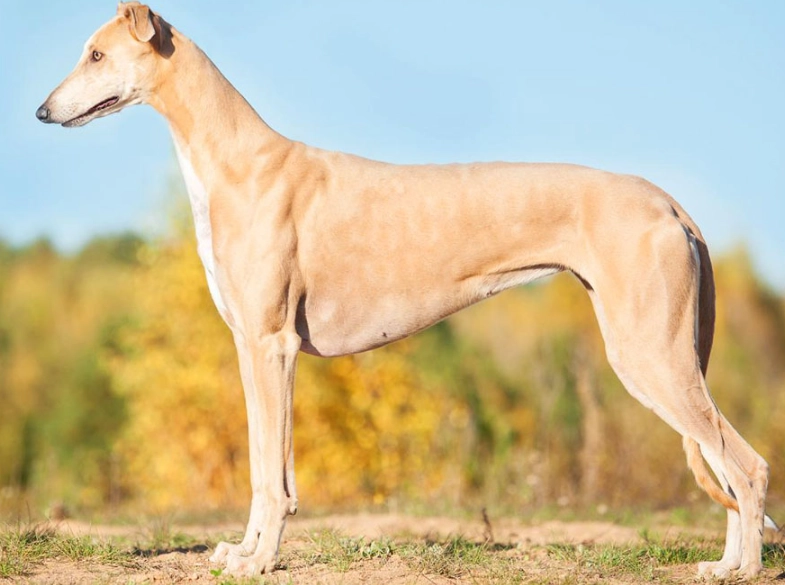 Greyhound temperament