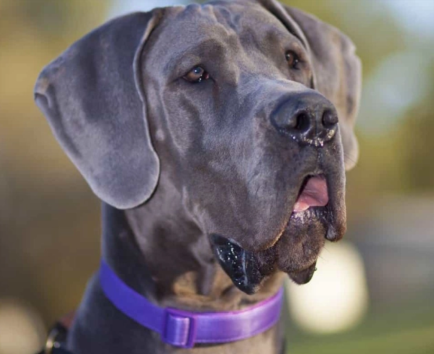 Great Dane health problems