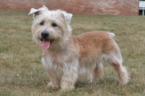 rare terrier breeds