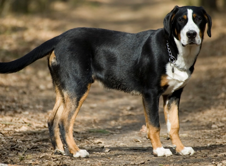 Greater Swiss Mountain Dog breed info