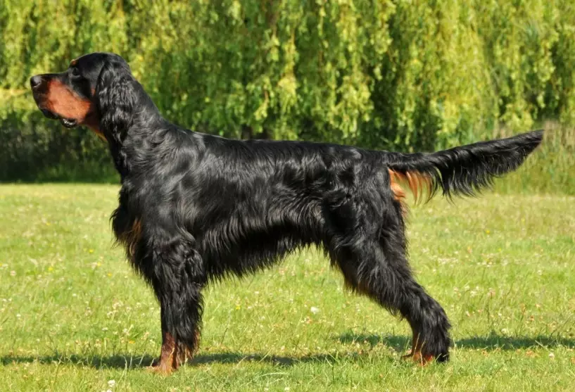 Gordon Setter health issues Gordon Setter health issues