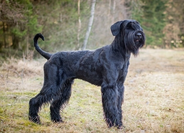 Giant Schnauzer temperament