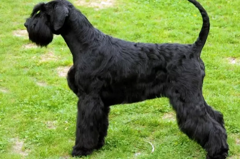 Giant Schnauzer temperament