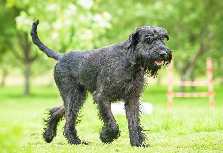 large guard dog breeds