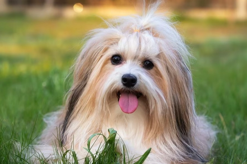 Havanese temperament Havanese temperament