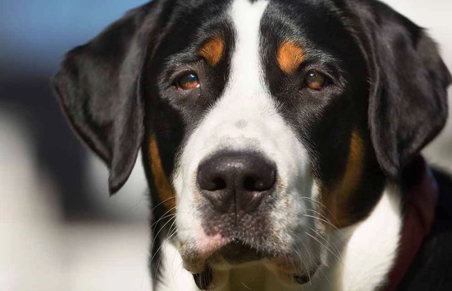 Greater Swiss Mountain Dog breed info