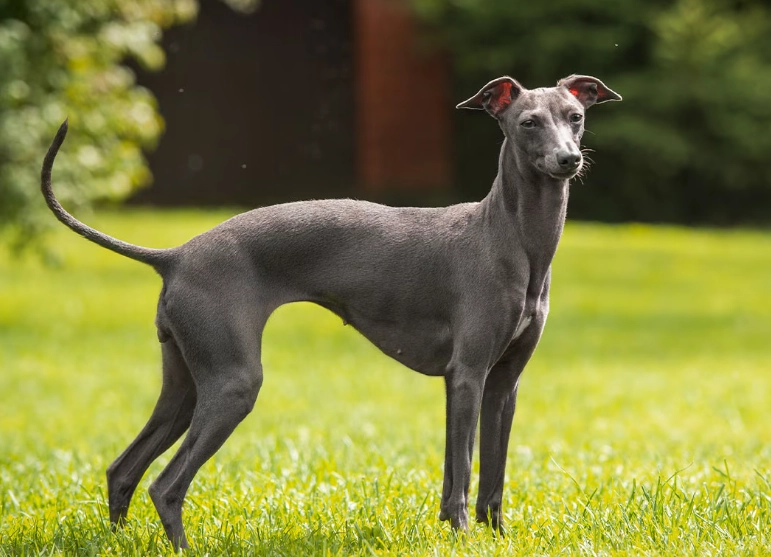 Greyhound temperament
