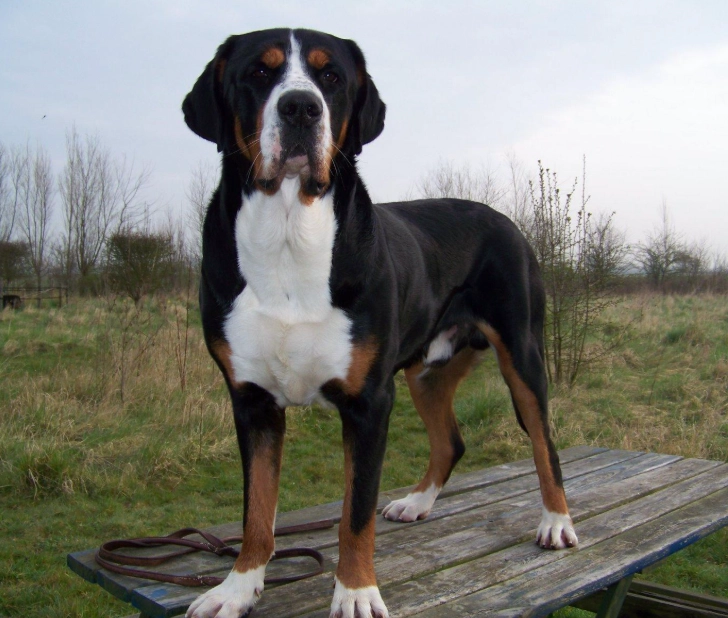 Large family dog breeds