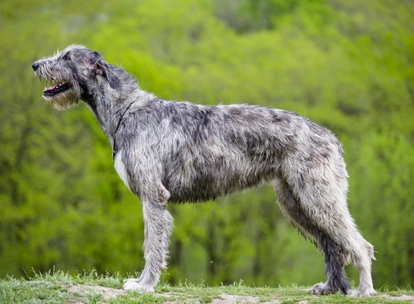 Irish Wolfhound size