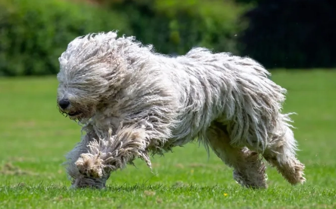 Komondor dog