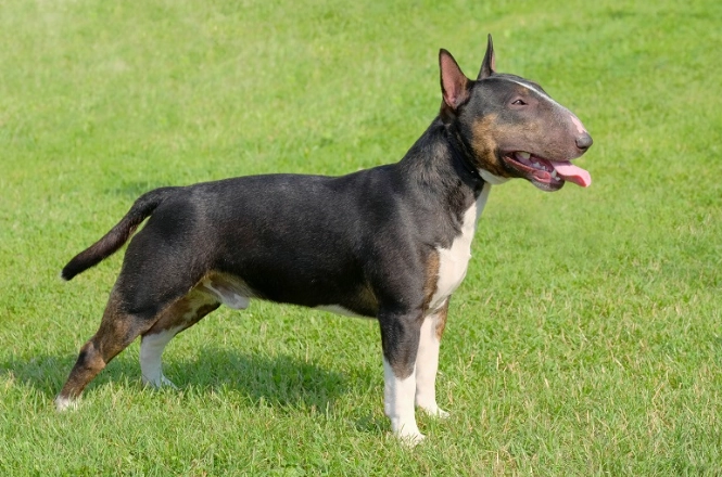 Miniature Bull Terrier vs Standard Miniature Bull Terrier vs Standard