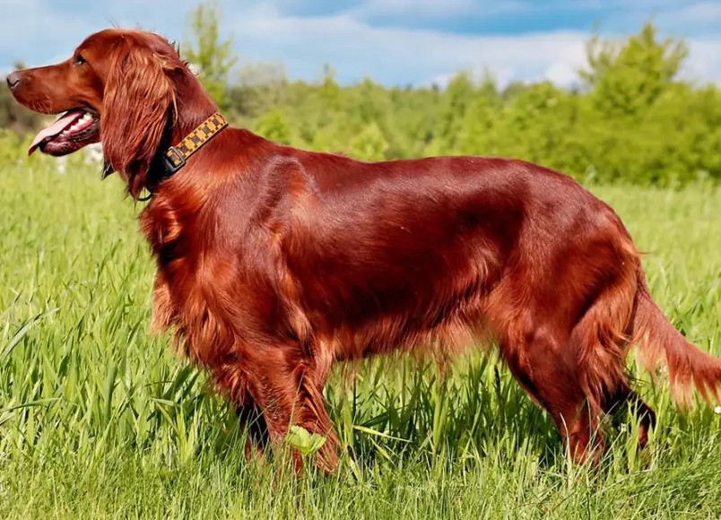 Irish Setter puppy Irish Setter puppy
