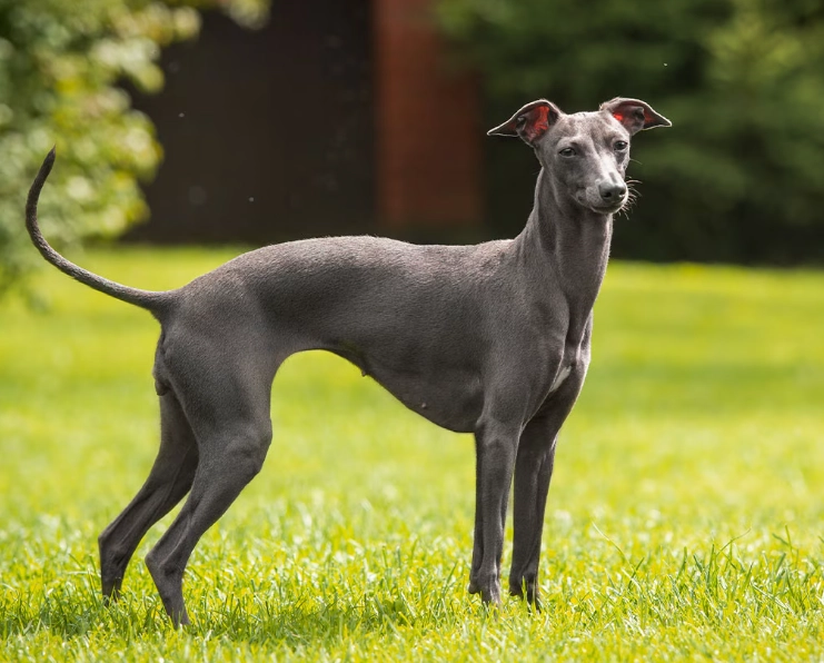 Italian Greyhound care