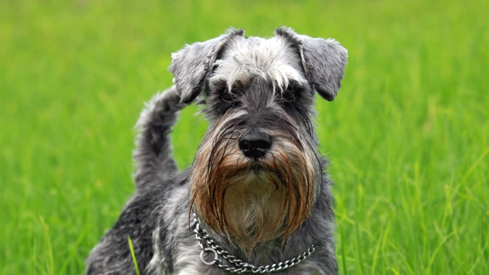 Miniature Schnauzer care Miniature Schnauzer care