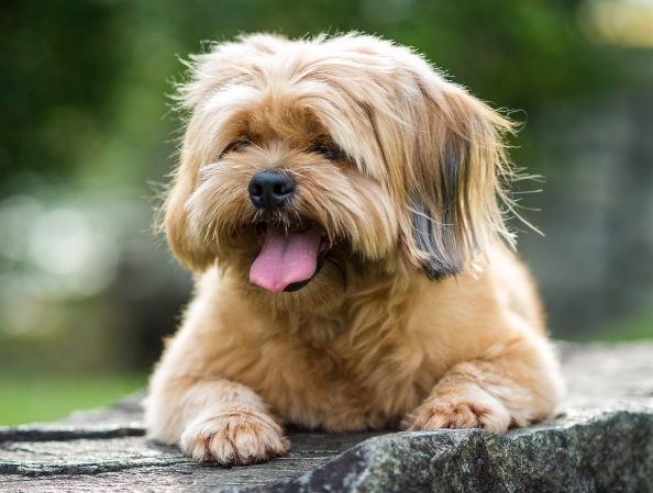 Lhasa Apso grooming