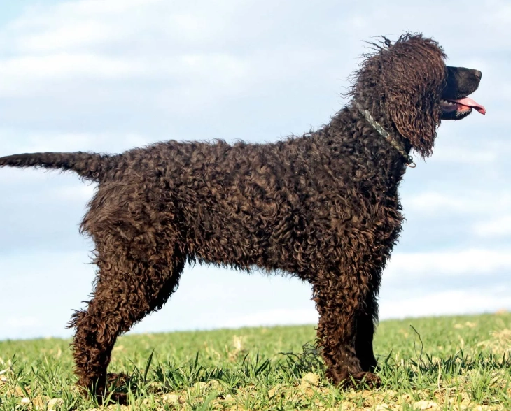 Irish Water Spaniel puppy