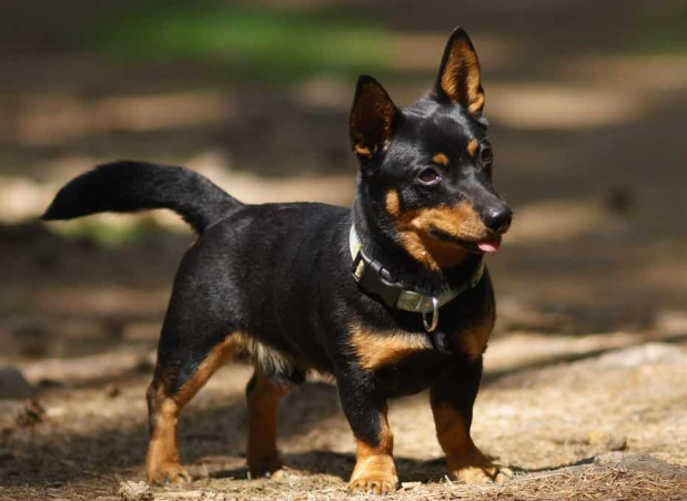 Lancashire Heeler dog Lancashire Heeler dog