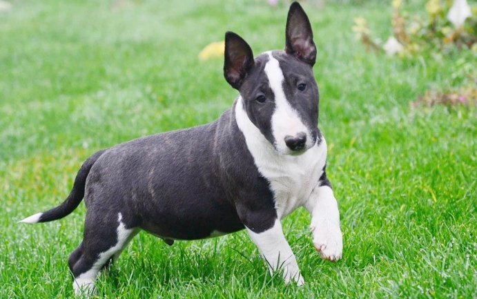 Miniature Bull Terrier health issues Miniature Bull Terrier health issues
