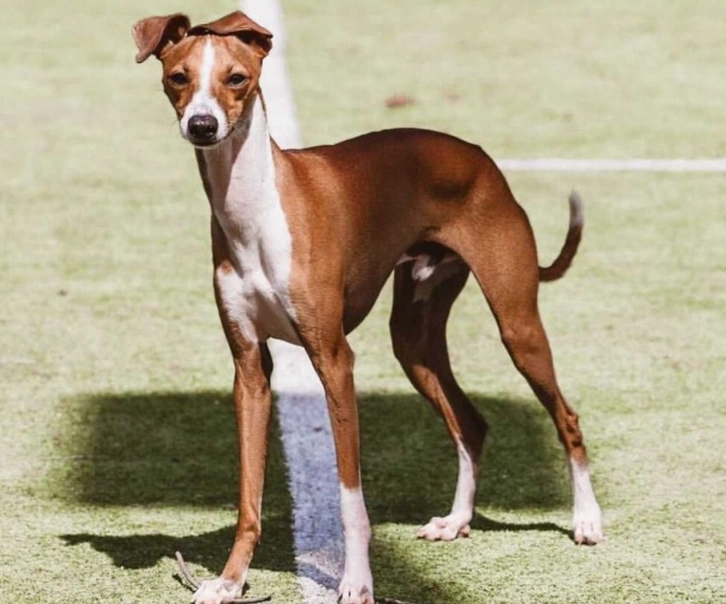 Italian Greyhound care Italian Greyhound care