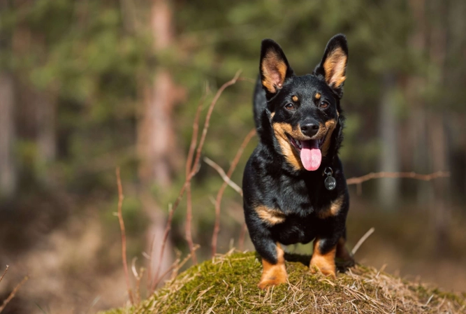 Lancashire Heeler dog