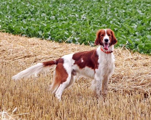 Red and White Setter dog