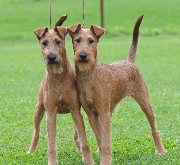 Irish Terrier grooming
