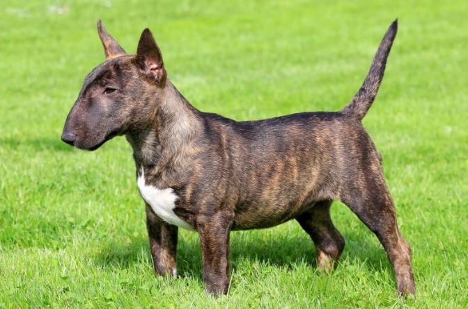 Miniature Bull Terrier temperament Miniature Bull Terrier temperament