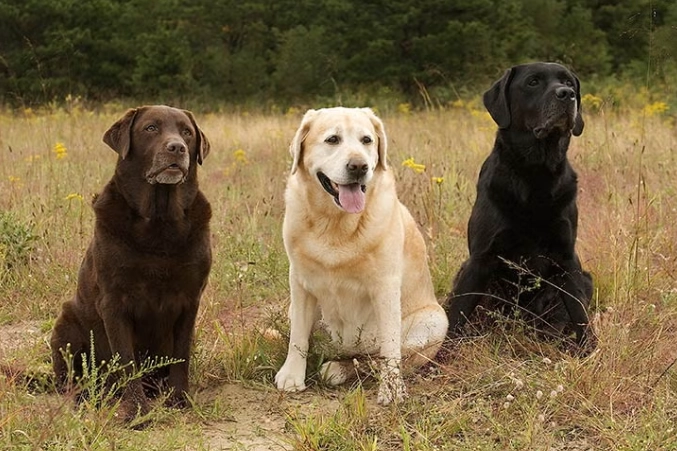 Labrador Retriever health