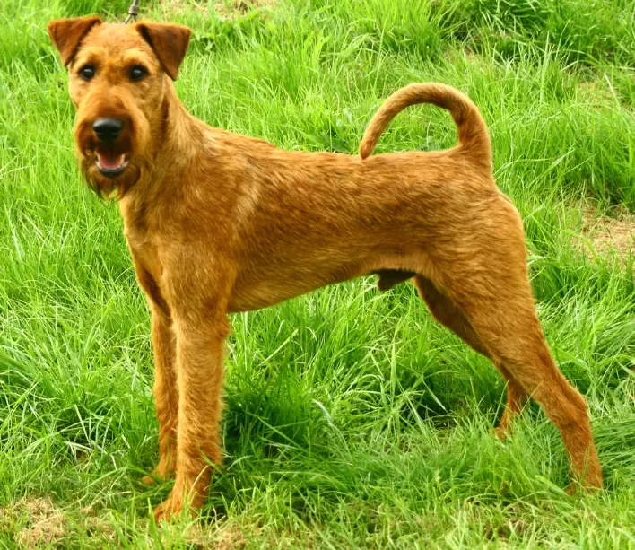 Irish Terrier grooming