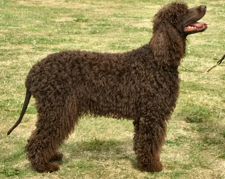 Irish Water Spaniel puppy