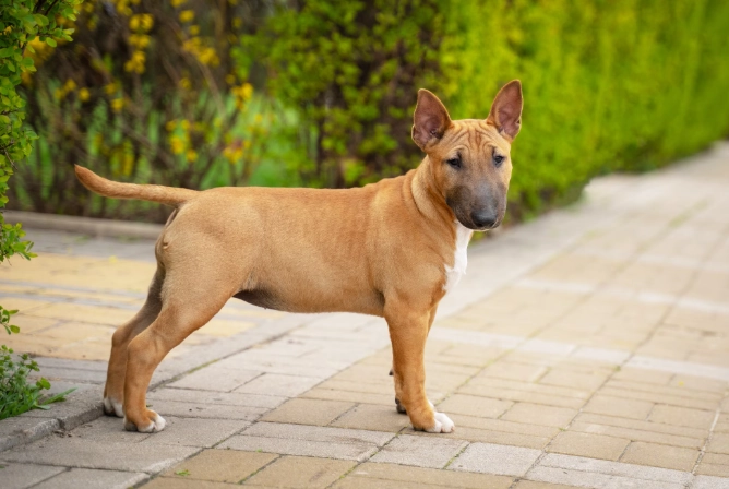 Miniature Bull Terrier health issues Miniature Bull Terrier health issues