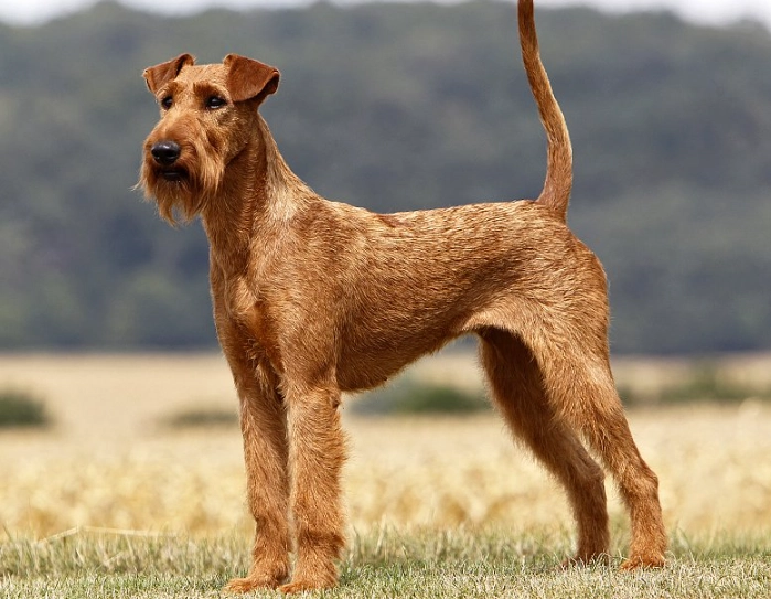 Irish Terrier temperament