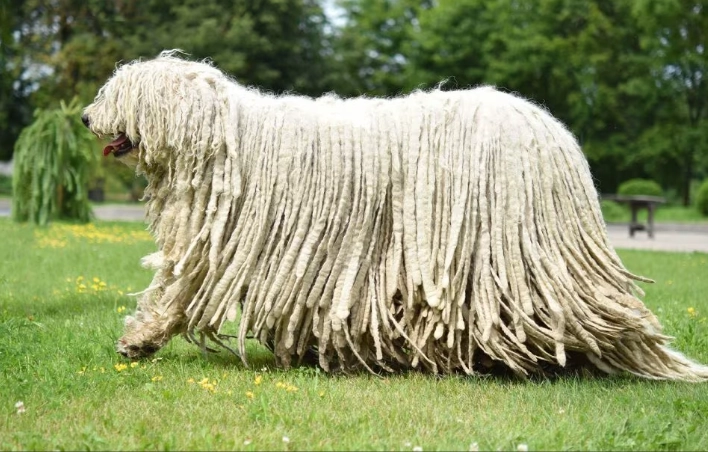 Komondor dog
