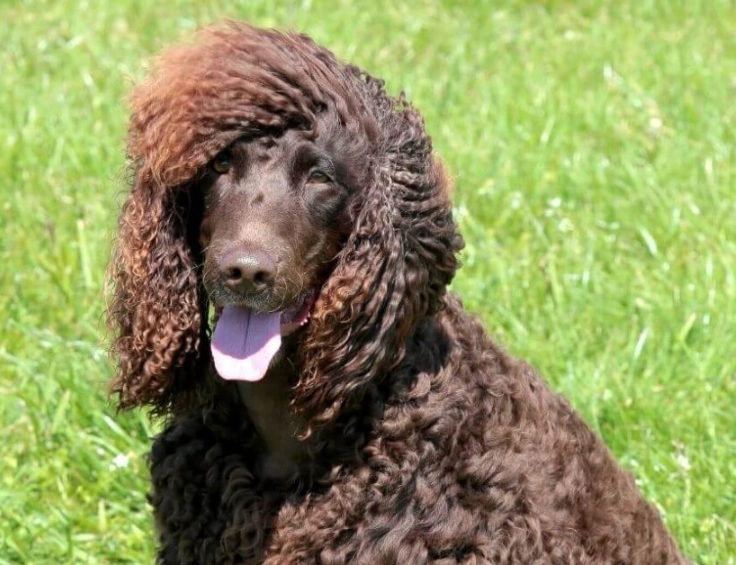 Irish Water Spaniel puppy