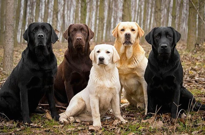 Labrador Retriever training