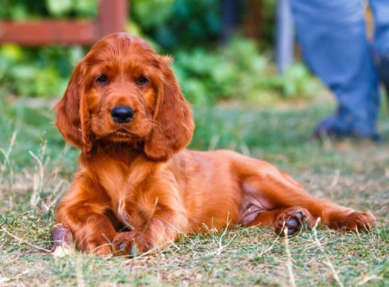 Irish Setter puppy Irish Setter puppy