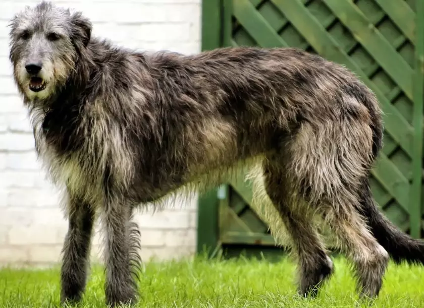 Irish Wolfhound temperament
