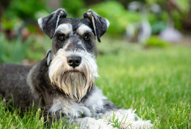 Miniature Schnauzer temperament Miniature Schnauzer temperament